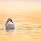 Beginners Wildlife Photography Workshop event image