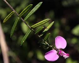 Image result for Polygala gazensis