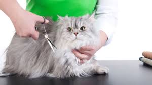 The chance exists that your cat could choke on food, a toy, a household object, or even a hairball. How To Sedate A Cat For Grooming Youtube