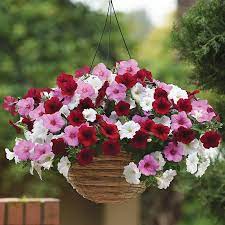 Combos Plug Play Very Valentine Container Gardening Flowers Petunia Flower Hanging Flower Baskets
