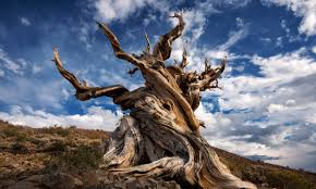 More images for what is the tallest tree in the world 2020 » The Methuselah Tree And The Secrets Of Earth S Oldest Organisms Trees And Forests The Guardian