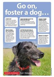There Are Many Reasons Why Fostering A Dog Could Be Right For You We Ve Just Listed A Few Of Them Foster Dog Foster Animals Dog Spay