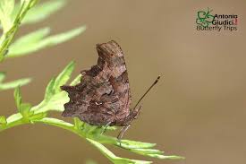 Image result for Polygonia c-album