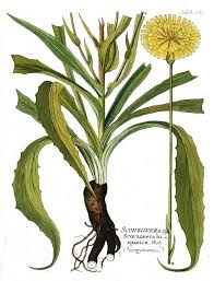 Image result for Pseudopodospermum hispanicum