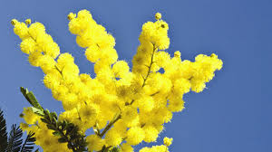Risultati immagini per mimosa