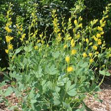 Image result for Baphia speciosa