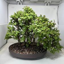 Image result for Grewia afra