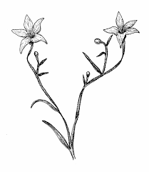 Image result for Campanulaceae