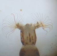 Image result for Erythrocephalum