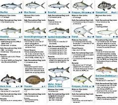 Coastal Species Eregulations Com Salt Water Fishing Saltwater Fishing Saltwater Fishing Gear