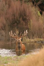 Experience new zealand's best hospitality and hunting. Red Stag In New Zealand Deer Pictures Hunting Trip Deer Hunting