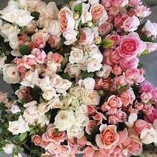 See more ideas about flower identification, flowers, beautiful flowers. Pinterest Appellesapothecary Www Appelles Com Appelles Inspiration Pretty Flowers Beautiful Flowers Flowers