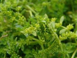 Image result for Vernonia glabra