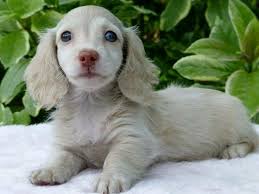Beautiful White Doxie Dachshund Puppies Dapple Dachshund Dachshund Dog