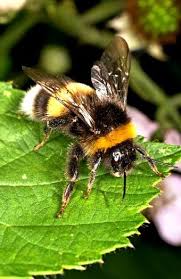 They are easy to spot because they are big and because they often stop by. Beekeeping Bumble Bee Bee Bee Art