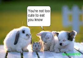 Maybe you would like to learn more about one of these? Cute Funny Animal Pictures By Snowbunny744 On Deviantart