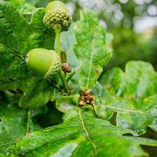 English Oak Tree (Quercus robur) For Sale - Woodland Trust | Woodland Trust  Shop