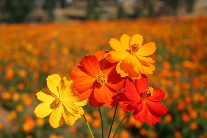 Silver Falls Seed Company - Cosmos - Sulphur Bright Lights Mix