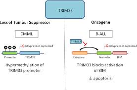 Also, pancreatic cancer rate rose from about five percent in the early 1990s to eight percent this year. Trim Proteins In Blood Cancers Springerlink