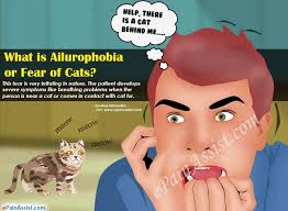 What Is Ailurophobia Or Fear Of Cats Causes Symptoms Treatment Prevention Coping Recovery
