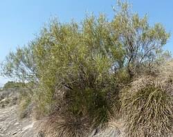 Image result for Searsia acuminatissima