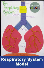 Model Of The Respiratory System Life Science And Biology Activity Covers Lungs Respiratory System Respiratory System Projects Respiratory System Activities