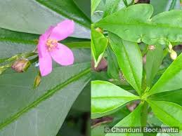 Image result for Talinum fruticosum