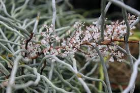 Image result for Solenangis