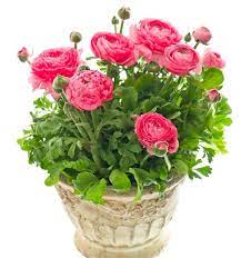 Indian Variety In Flowerbulbsonline Bulb Flowers Container Flowers Plants