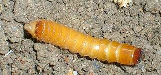 In the soil/compost in a soil compacted cocoon, the size of a blackbird's Wireworm Guide
