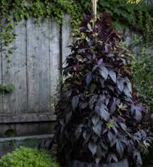 Image result for Ipomoea ephemera