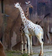 40 Amazing Albino Animals Pictures Albino Animals Rare Animals Rare Albino Animals