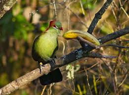 Image result for Turraea fischeri