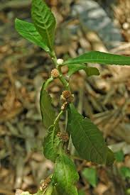 Image result for Struchium