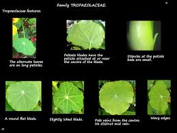 Image result for Tropaeolaceae