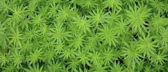 Image result for 麻の葉