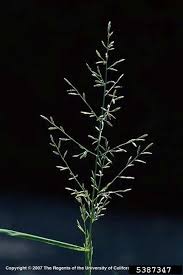 Image result for Eragrostis racemosa