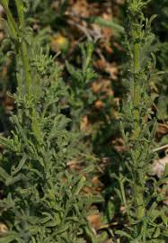 Image result for Nidorella resedifolia