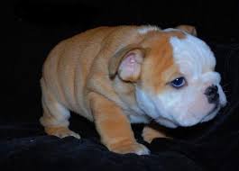 If you can't find the stud you need, be sure to check our breeder listings for availability. English Bulldog Puppies For Adoption The Y Guide
