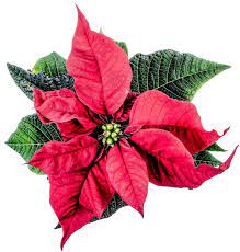Christmas Poinsettia Flower Png Transparent Image Flower Png Images Flower Bouquet Png Poinsettia Plant