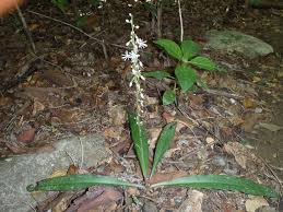 Image result for Chlorophytum amplexicaule
