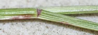 Image result for Eragrostis tenuifolia