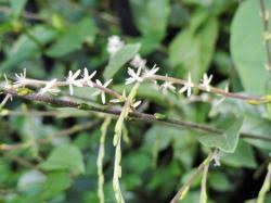 Image result for Petiveria alliacea