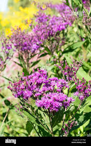 Image result for Vernonia auriculifera