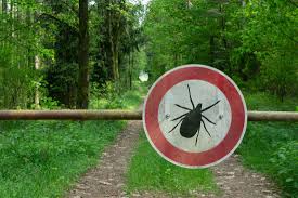 Lyme Disease Why Does Joint Pain Persist