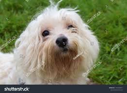 Image result for white yorkshire terrier
