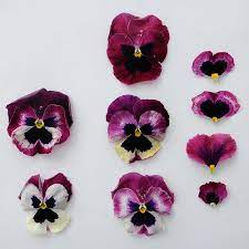 Thinking Of You Flickr Photo Sharing Pansies Pansies Flowers Paper Flowers