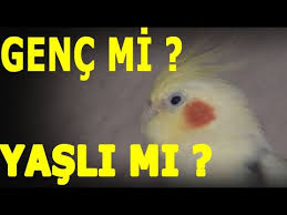 Gender Of Cockatiels With It S Sing With Sample Videos Youtube