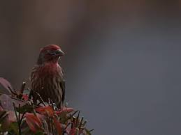 house finch identification all about birds cornell lab of