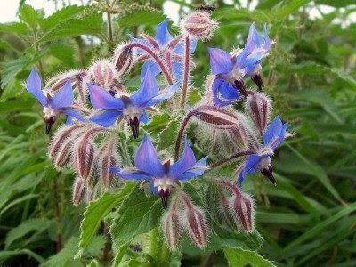 Mga resulta ng larawan para sa Blue borage flowers"